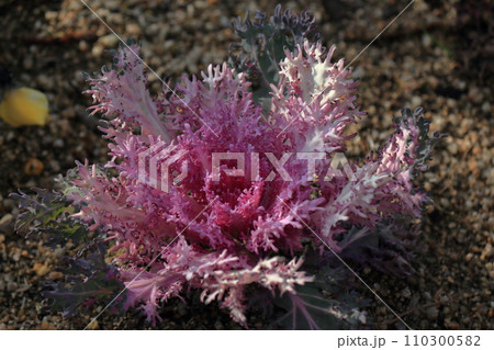 冬の公園を彩る葉牡丹 冬の公園を彩る葉牡丹 110300582