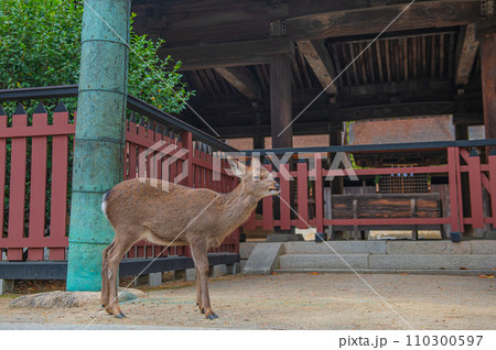 厳島(宮島)のニホンジカ 厳島(宮島)のニホンジカ 110300597