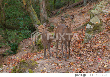厳島(宮島)のニホンジカ 厳島(宮島)のニホンジカ 110300598