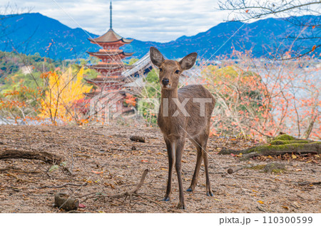 厳島（宮島）のニホンジカ 110300599
