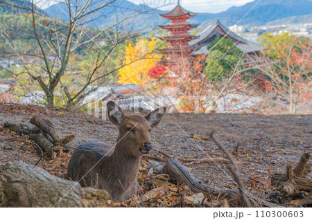 厳島（宮島）のニホンジカ 110300603