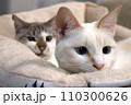 大好きな同居猫と一緒にリラックス 110300626