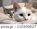 大好きな同居猫と一緒にリラックス 110300627