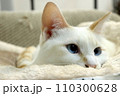 様子を伺う猫 110300628