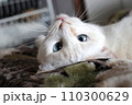 見返り美猫 110300629
