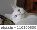 ちょっとだけ驚いた猫 110300630