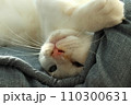 眠たくてぐずる猫 110300631