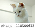 物憂げなシャムミックス猫 110300632