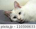 物憂げなシャムミックス猫 110300633