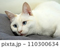 物憂げなシャムミックス猫 110300634