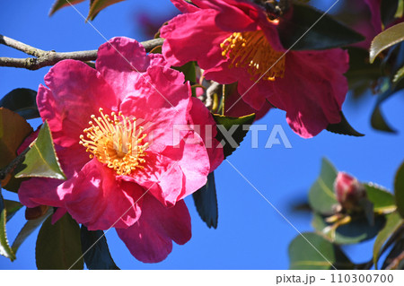 サザンカ（山茶花） 110300700