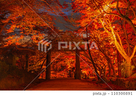 ライトアップされた竈門神社の紅葉 110300891