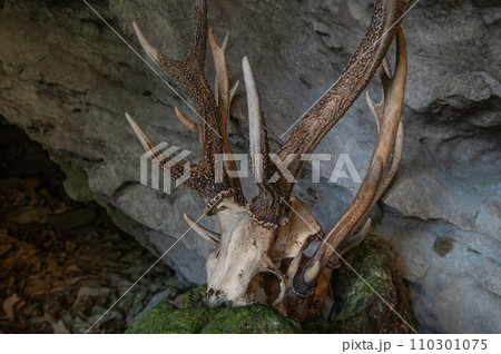 白鹿権現に奉納された鹿や猪の頭蓋骨 110301075