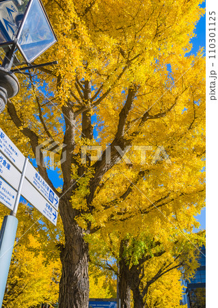 横浜、山下公園 みなとみらい、イチョウ、紅葉 横浜、山下公園 みなとみらい、イチョウ、紅葉 110301125
