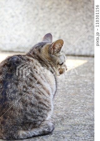 日陰で座る猫 日陰で座る猫 110301156