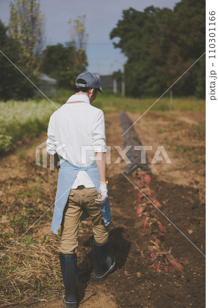 vegetable field vegetable field 110301166