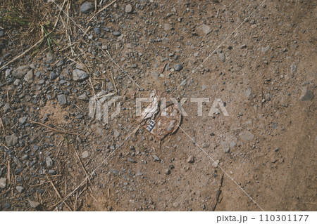 道端に捨てられたつぶれた古い空き缶 110301177