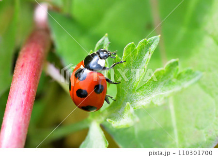テントウムシ、てんとう虫 110301700