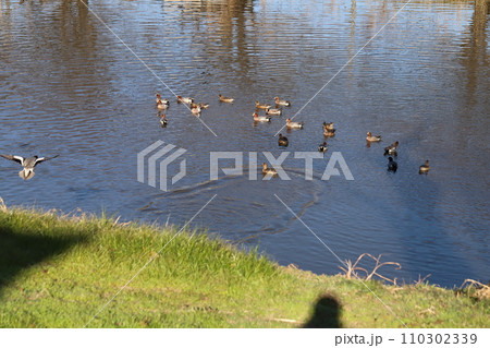 日本の冬の川を泳ぐヒドリガモの群れ 日本の冬の川を泳ぐヒドリガモの群れ 110302339