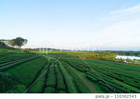 tea plantation on mountain in morning 110302543