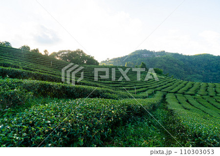 tea plantation and green tea plantation 110303053