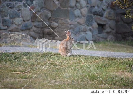 ニュージーランドのテカポ湖畔の「善き羊飼いの教会」 110303298