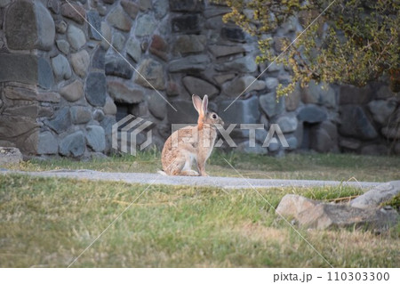 ニュージーランドのテカポ湖畔の「善き羊飼いの教会」 110303300