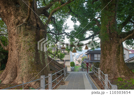 山王神社の入口に構える巨大な被爆クスノキ 110303654