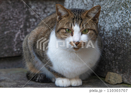 長崎市の神社付近に住み着く野良猫 長崎市の神社付近に住み着く野良猫 110303707