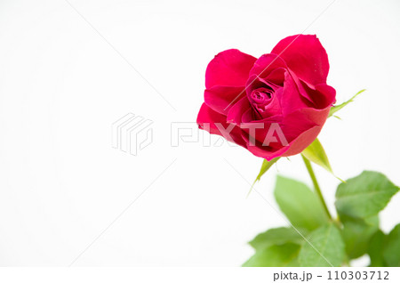 赤いバラ 110303712