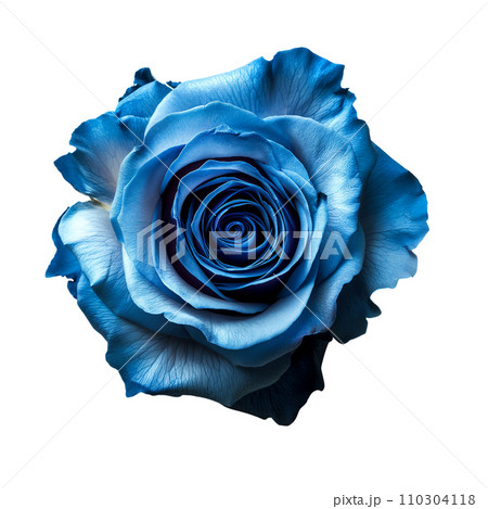 Blue Rose on isolated background 110304118