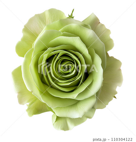 Green Rose on isolated background 110304122