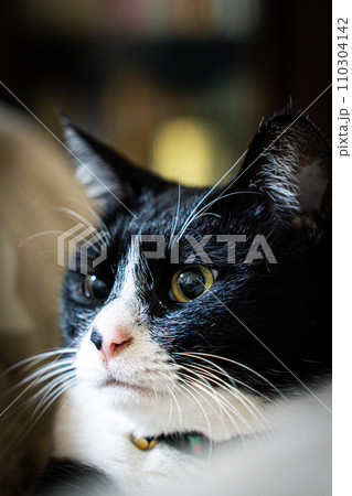 見つめる猫 見つめる猫 110304142