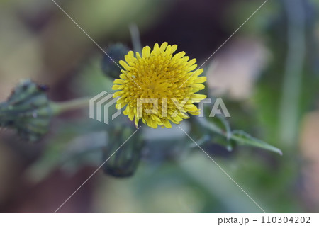 冬の野原に咲く黄色いノゲシの花 冬の野原に咲く黄色いノゲシの花 110304202