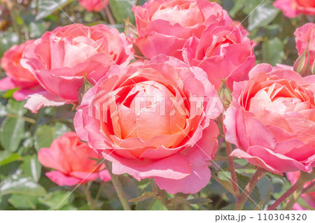 バラ【品種：ホープスアンドドリームズ】 110304320