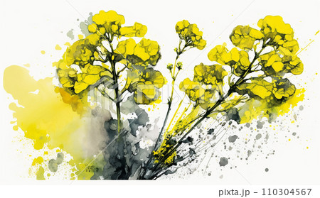 菜の花（油菜）の水彩画