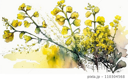 菜の花（油菜）の水彩画