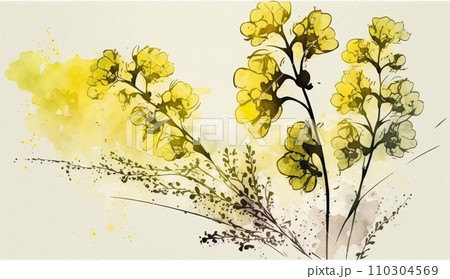 菜の花（油菜）の水彩画