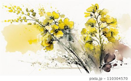 菜の花（油菜）の水彩画