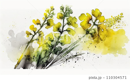 菜の花（油菜）の水彩画