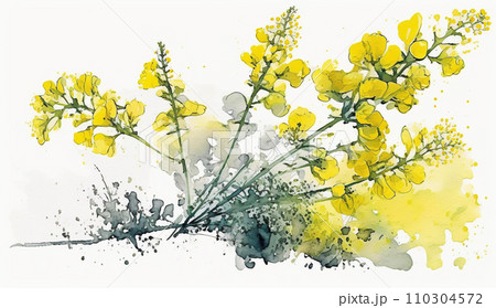 菜の花（油菜）の水彩画