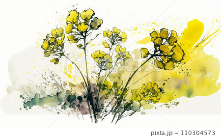 菜の花（油菜）の水彩画