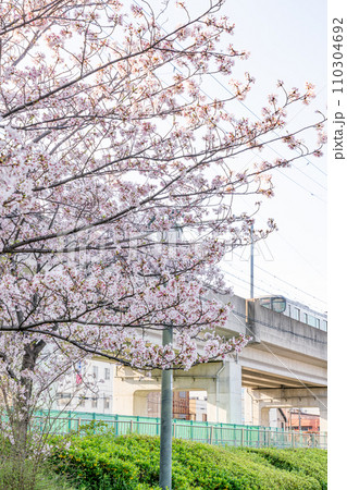 桃ヶ池公園の桜と電車 110304692