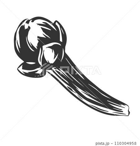 Handmade clove spice. Vector aromatic ingredient in engraving style. Dried bud, flower of the clove tree. Seasoning drawn in ink on a white background. Illustration for logo, packaging, label. Handmade clove spice. Vector aromatic ingredient in engraving style. Dried bud, flower of the clove tree. Seasoning drawn in ink on a white background. Illustration for logo, packaging, label. 110304958