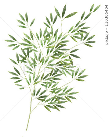 笹白背景_縦 笹白背景_縦 110305404