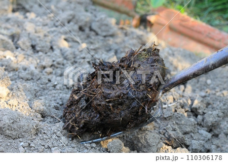 Organic garden fertilisation with animal manure 110306178