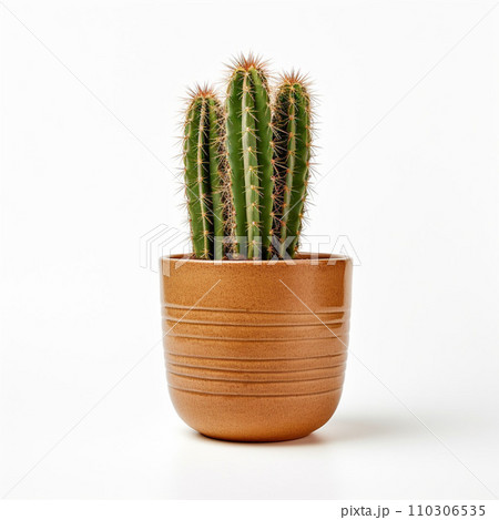 Cactus in a pot isolated on white background with clipping path. 110306535