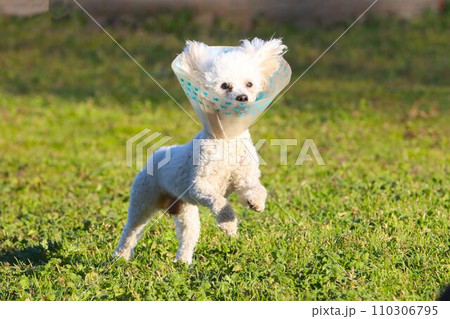 ドックランで元気になったリハビリ中のトイプードル♡ベイリーくん 110306795