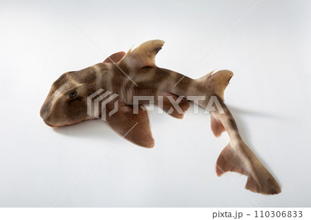 ネコざめ,、ネコ鮫 ネコざめ,、ネコ鮫 110306833