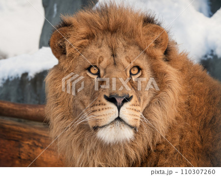 portrait of a lion on a blurred background 110307260